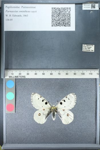Media type: image;   Entomology 152324